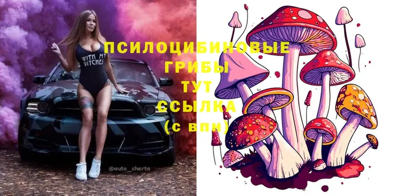 где найти наркотики  Нерехта  Псилоцибиновые грибы Psilocybe 